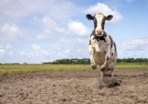 Happy jumping running cow with shaking udder in a sandy part of a green meadow.